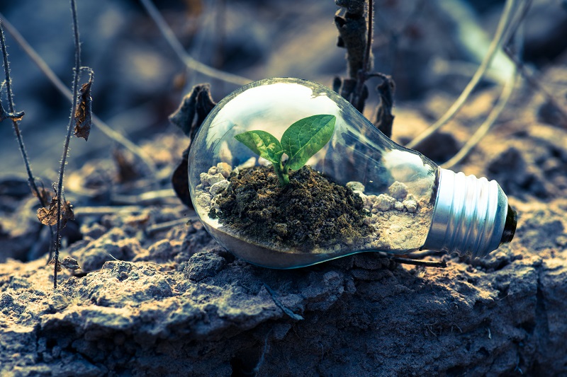 Tree growing inside light bulb - Dope Uncle